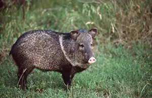 Nose: Collared PECCARY - known as a Javelina in Texas