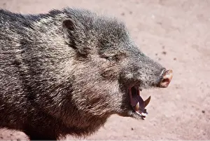 Collared: COLLARED PECCARY - MOUTH OPEN