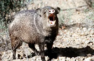 Collared: Collared PECCARY - with mouth open. Known as a Javelina