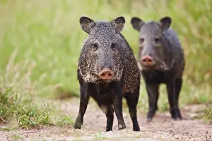 Foreground: Collared Peccary (Pecari tajacu) adults