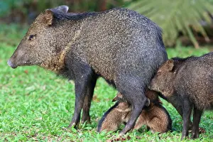 Suck: Collared peccary (Pecari tajacu) female breastfeeding