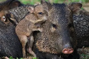 Peccary: Collared peccary (Pecari tajacu) female and young