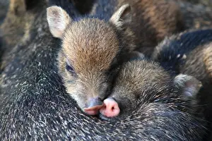 Peccary: Collared peccary (Pecari tajacu) young, Costa Rica