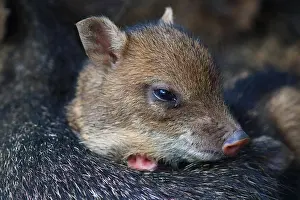 Peccary: Collared peccary (Pecari tajacu) young, Costa Rica
