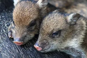 Peccary: Collared peccary (Pecari tajacu) young, Costa Rica