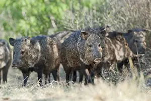 Diego: Collared Peccary (Tayassu tajacu) group standin