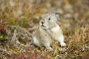 Pika: Collared Pika