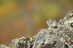 Pika: Collared Pika