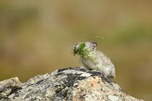 Pika: Collared Pika