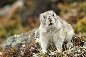 Pika: Collared Pika