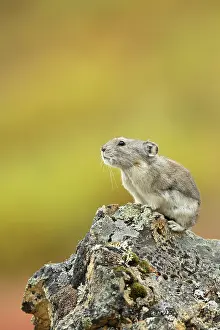 Pika: Collared Pika