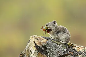 Pika: Collared Pika