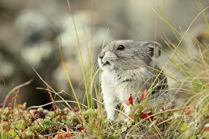 Pika: Collared Pika
