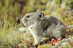 Pika: Collared Pika
