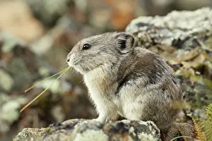 Pika: Collared Pika