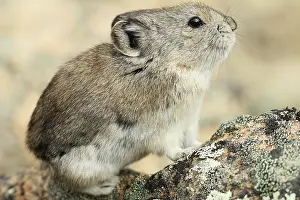 Pika: Collared Pika