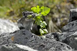 Pika: Collared Pika gathering food - Collared Pika gathering
