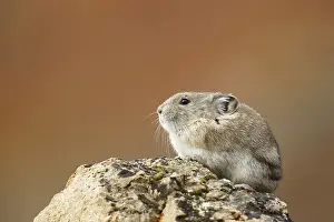 Pika: Collared Pika (Ochotona collaris) sitting on a