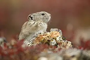 Pika: Collared Pika (Ochotona collaris) sitting on a