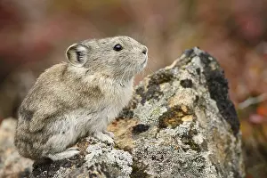 Pika: Collared Pika (Ochotona collaris) sitting on a