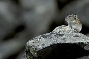 Pika: Collared Pika perched on a rock outside its burrow