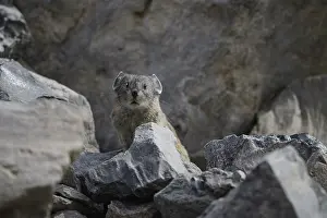 Pika: Collared Pika on a rock - Collared Pika standing