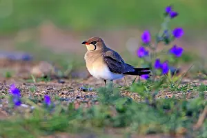 Glareola: Collared Practincole - perched on ground Castro