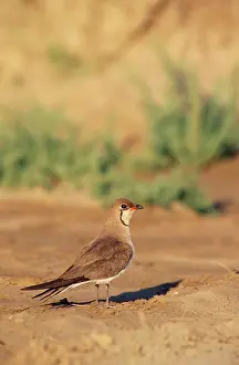 Glareola: Collared Pratincole