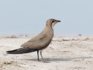 Glareola: Collared Pratincole
