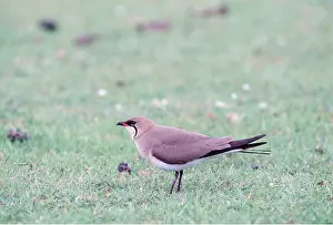 Collared: COLLARED PRATINCOLE