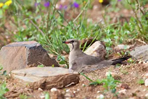 Glareola: Collared Pratincole - adult bird sitting on nest in farmland