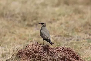 Glareola: Collared Pratincole Amboseli National Park, Kenya
