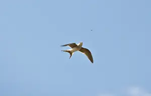 Glareola: Collared Pratincole - in flight catching food - April