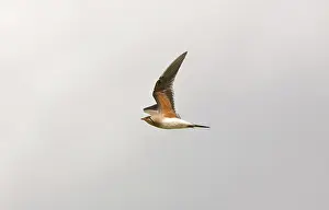 Glareola: Collared Pratincole - in flight showing underwing