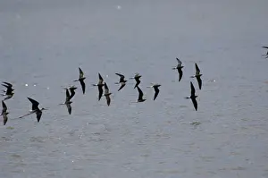 Glareola: Collared Pratincole - flock in flight