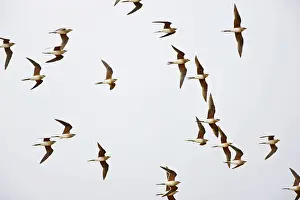 Glareola: Collared Pratincole - flock in flight