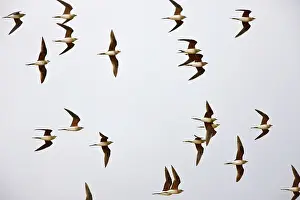 Glareola: Collared Pratincole - flock in flight