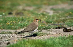 Glareola: COLLARED PRATINCOLE + FOOD