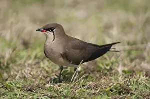 Kwazulu: Collared Pratincole (Gareola pratincola) restin