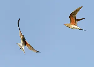 Glareola: Collared Pratincoles (Glareola pratincola) in flight