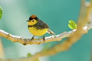 Dota: Collared Redstart