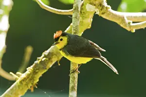 Dota: Collared Redstart