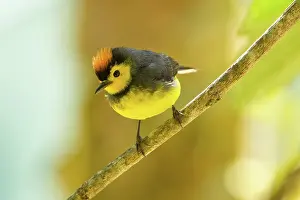 Dota: Collared Redstart