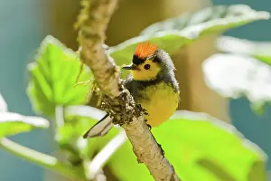 Dota: Collared Redstart