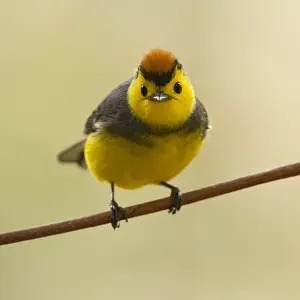 Collared: Collared Redstart (Myioborus torquatus) perched
