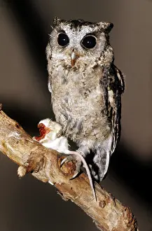 Scops: Collared Scops Owl