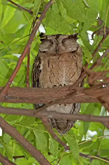 Scops: Collared Scops Owl - roosting with eyes closed