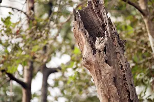 Scops: Collared scops owl - Sitting in tree hole