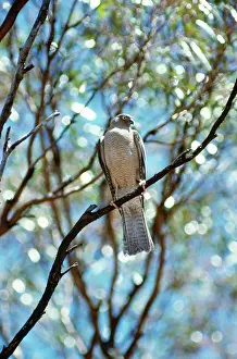 Sparrowhawks: Collared SPARROWHAWK