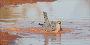 Sparrowhawk: Collared Sparrowhawk - Bathing at the edge of a